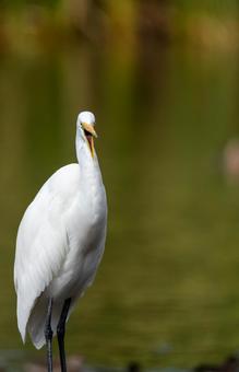 あくびするサギ あくびするサギ 鳥,野鳥,水辺の写真素材