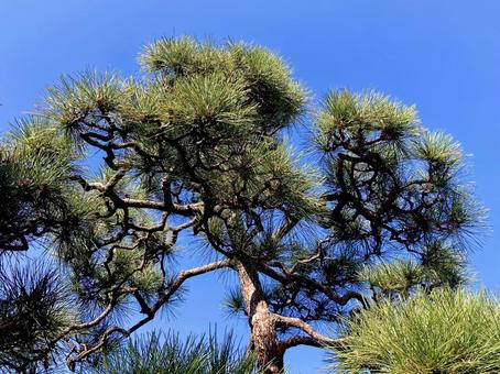 松 松,松の木,針葉の写真素材