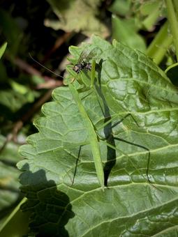 捕食中のカマキリ 01 捕食中のカマキリ 01の写真