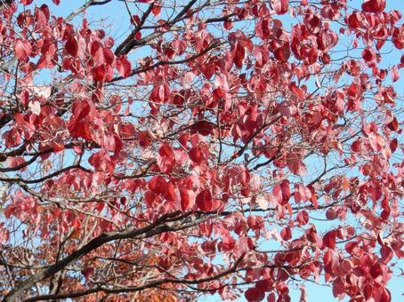【風景写真】晩秋の風景 紅葉,葉っぱ,晩秋の写真素材