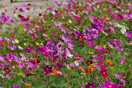 コスモス満開 コスモス満開 コスモス,秋桜,満開の写真素材