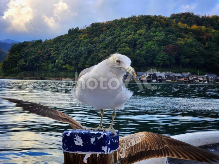 伊根町のウミネコ ウミネコ,伊根町,鳥の写真素材