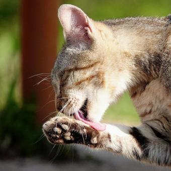 猫 猫の写真