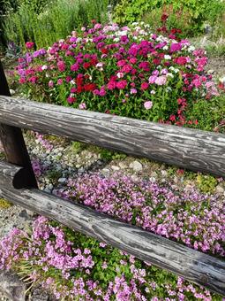 散歩は花を楽しんで 散歩は花を楽しんでの写真