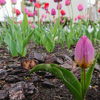チューリップ 雨の写真