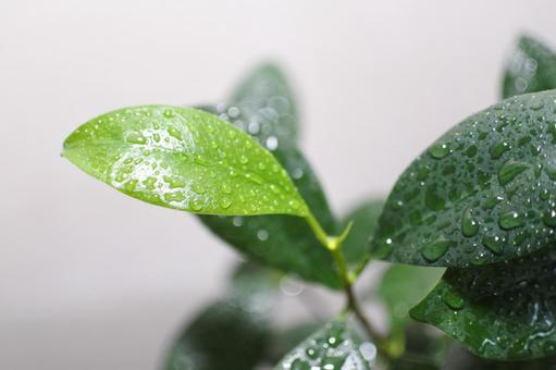 照片, 叶子, 房植物, 绿茵, 