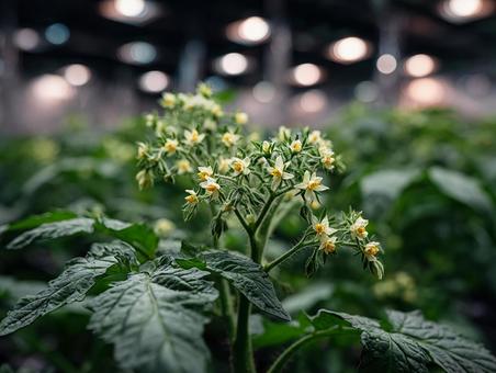農業施設で育つトマトの花 農業施設で育つトマトの花の写真