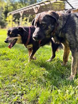Let's Go!! Let's Go!! 犬,成犬,ミックス犬の写真素材