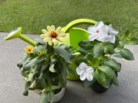 花の苗と緑色のジョウロ 花の苗と緑色のジョウロ ガーデニング,庭,苗の写真素材