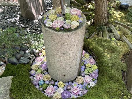 花手水。 花手水。 花手水,手水,行田八幡神社の写真素材