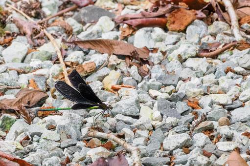 ハグロトンボ⒇ トンボ,ハグロトンボ,ホソホソトンボの写真素材