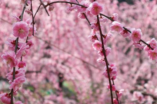 しだれ梅の花でピンクの世界の写真