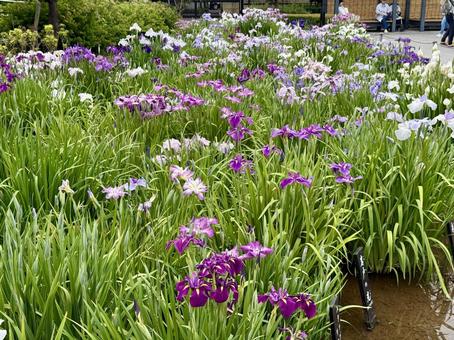 堀切菖蒲園 曇り空の下咲き誇る花菖蒲 堀切菖蒲園 曇り空の下咲き誇る花菖蒲 癒し,壁紙,花畑の写真素材