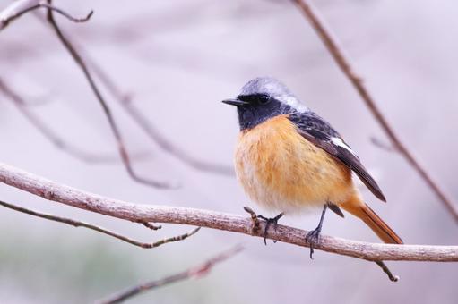 枝にとまる可愛いジョウビタキ 枝にとまる可愛いジョウビタキ 鳥,ジョウビタキ,冬の写真素材