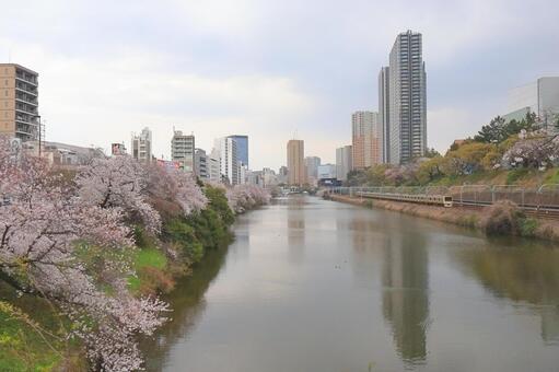 新見付橋から見る外堀 風景,木,ビルの写真素材