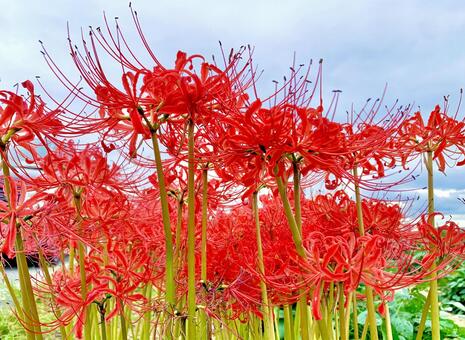 真紅の彼岸花2 彼岸花,ヒガンバナ,真紅の写真素材