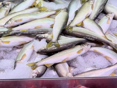 鮎 海鮮,海の幸,食材の写真素材