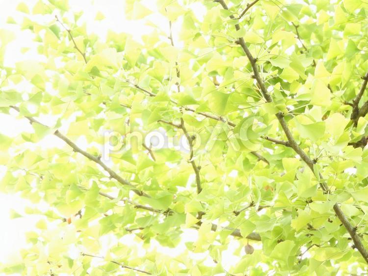 イチョウの木と空 イチョウの木,イチョウ,グリーンの写真素材