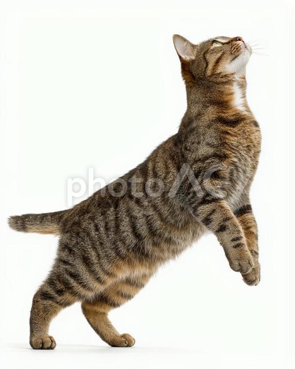 軽やかに舞う猫の愛らしい一枚 猫,ネコ,ジャンプの写真素材
