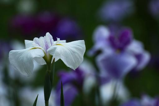 Bloom as a cocoon, JPG Bloom as a cocoon, plant, natural, flower, JPG