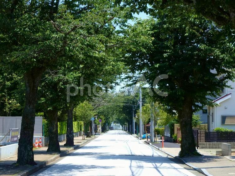 小田原市南町西海子小路の並木道 神奈川県小田原市南町,西海子小路,並木道の写真素材