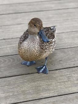ウッドデッキにいるカモのアップ カモ,鳥,野鳥の写真素材