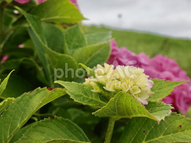 これから咲こうとする紫陽花の花7 あじさい,紫陽花,アジサイの写真素材