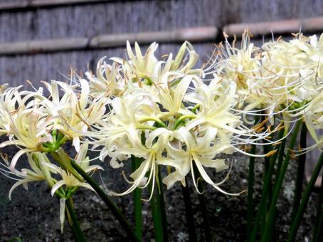 日本庭園に群生する白いヒガンバナ ヒガンバナ,花,植物の写真素材