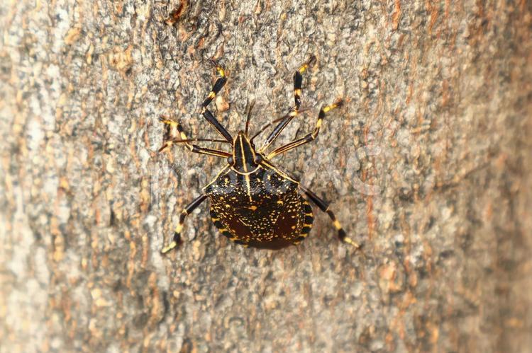 公園の木に止まる「キマダラカメムシ」 キマダラカメムシ,昆虫,カメムシの写真素材