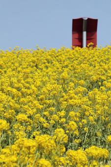 菜の花 菜の花の写真