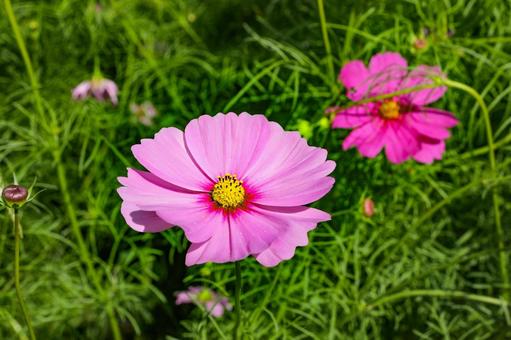 コスモス　クローズアップ コスモス,秋桜,コスモス園の写真素材