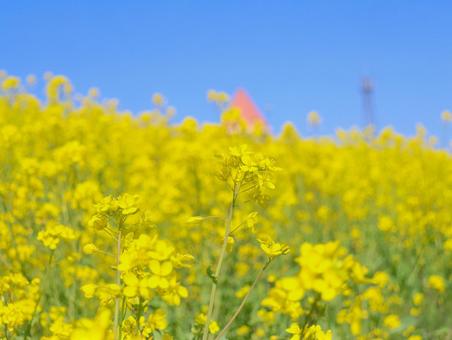 菜の花 菜の花の写真