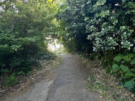 荒磯遊歩道 日本海沿いの雑木林の抜け道 荒磯遊歩道 日本海沿いの雑木林の抜け道の写真