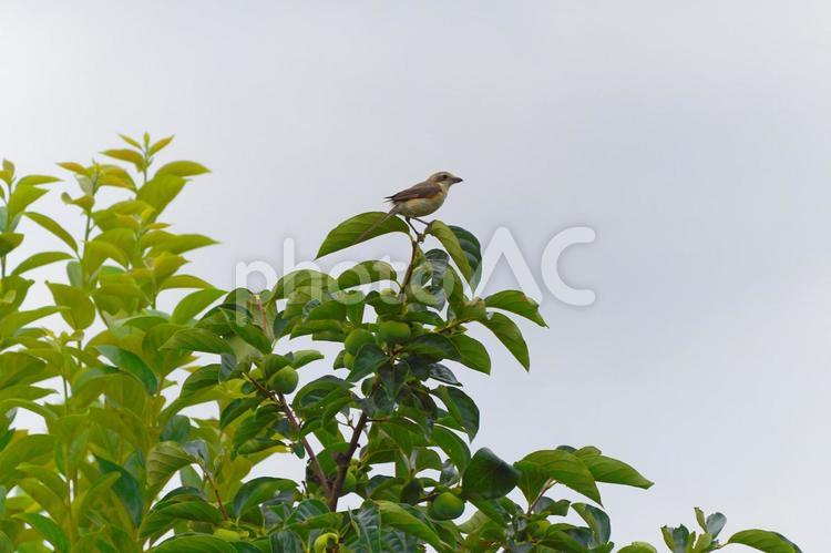 木にとまる百舌鳥（もず） 鳥,鳥類,羽根の写真素材