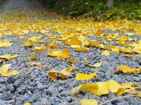 日本の紅葉 日本の紅葉 こうよう,銀杏,いちょうの写真素材