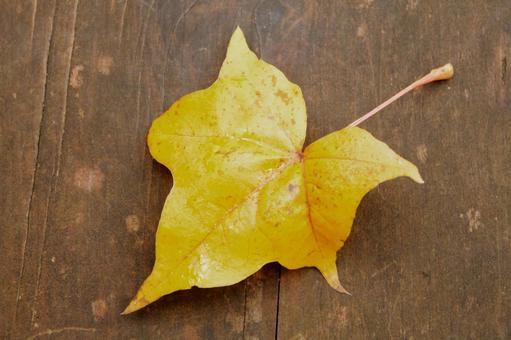 黄色の落ち葉-2 秋,落ち葉,屋外の写真素材