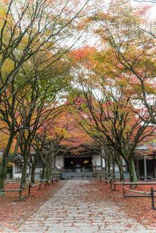 呑山観音寺の紅葉の絨毯 呑山観音寺の紅葉の絨毯 呑山観音寺,福岡,福岡県の写真素材