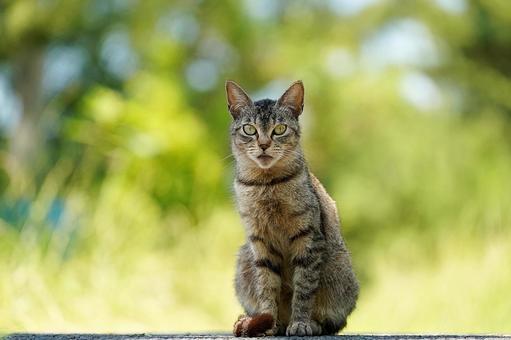 見つめる猫 見つめる猫 猫,野良猫,見るの写真素材