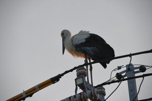 コウノトリ6 コウノトリ6の写真