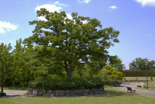 Photo, wood, lawn, lawn square, 