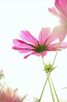 リリーパークの写真