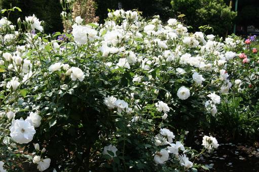バラ・薔薇 アイスバーグ バラ・薔薇 アイスバーグの写真