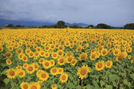 夏の向日葵畑 夏の向日葵畑 ひまわり畑,向日葵,夏の写真素材