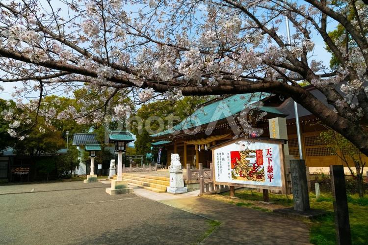 神社と桜2 サクラ,桜,さくらの写真素材