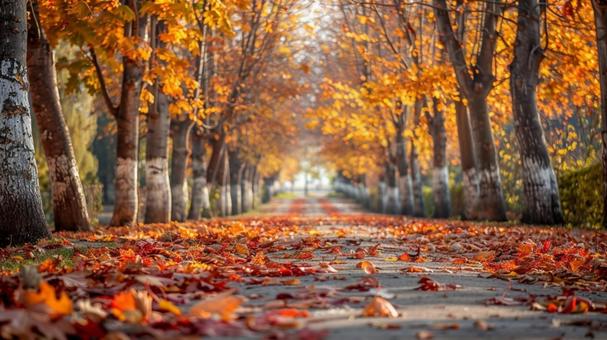秋の紅葉 街路樹 秋の紅葉 街路樹の写真