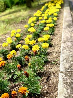 花壇 花壇の写真
