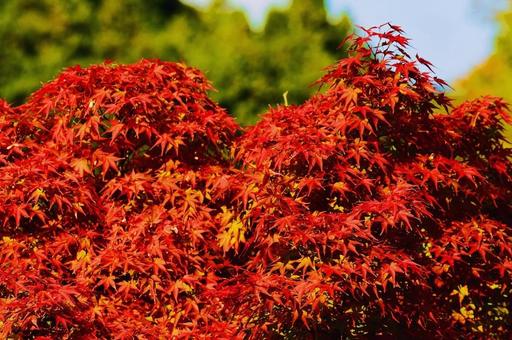 色づいたモミジの紅葉 色づいたモミジの紅葉 モミジ,紅葉,真っ赤にの写真素材