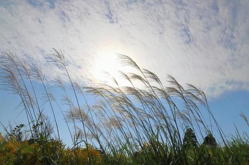 すすき　青空　白い雲　太陽 ススキ,空,青空の写真素材