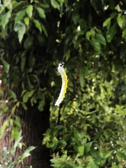 毛虫1 毛虫1の写真