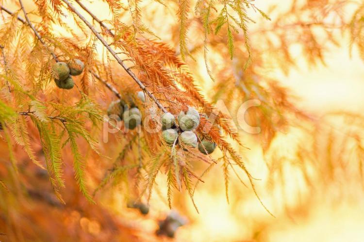 秋の風景　紅葉したラクウショウとその実 ラクウショウ,紅葉,赤いの写真素材
